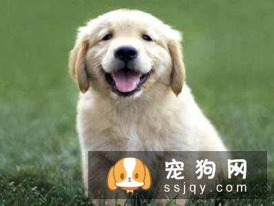 小狗生理素质的培养应该怎么做