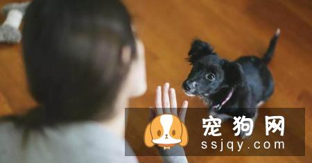 学会以下招数，让狗狗训练有素!
