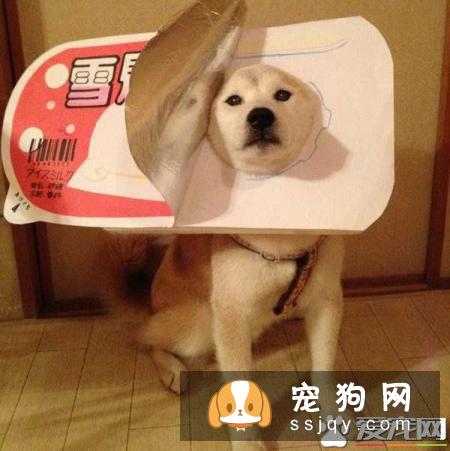 从本质上讲,一个简短的、响亮的名字可以使得柴犬记得更快