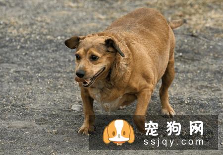 狗狗从怀孕到生产应该如何照顾？