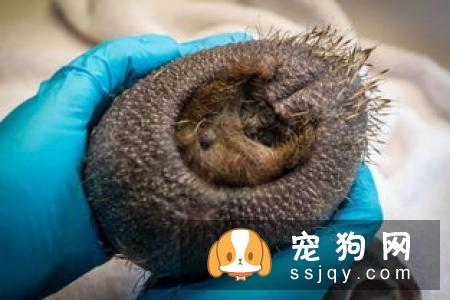 皮肤病——宠物美毛杀手，你知多少？