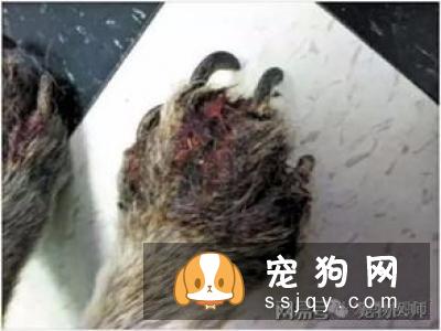 皮肤病——宠物美毛杀手，你知多少？