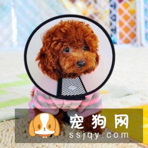 狗狗这些时候不能洗澡，狗狗洗澡7大禁忌你知道吗?