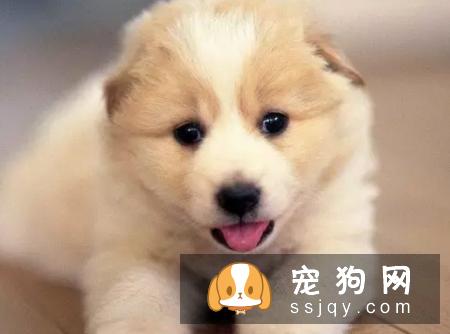 如何养育健康狗狗，需要把握以下几个成长关键期！