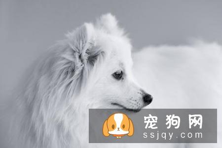 常见的宠物狗品种你都认识吗？宠物大全了解一下!