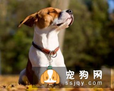 柴犬大便不成形 这三招可以解决问题