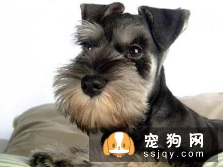 常见的宠物狗品种你都认识吗？宠物大全了解一下!