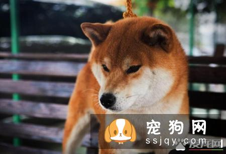 柴犬不喜欢什么 这个东西柴犬最讨厌