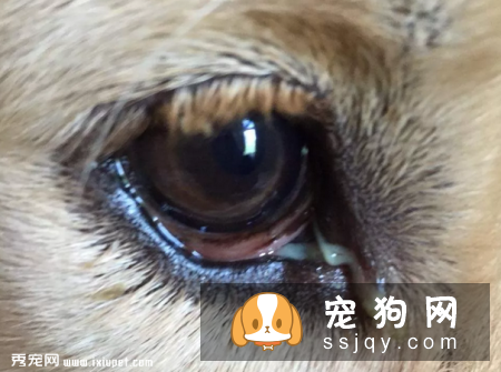 狗狗上火有什么症状，应该怎么预防