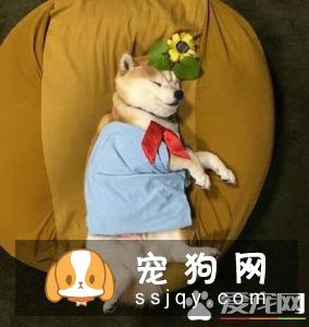 柴犬一天吃多少 一般来说柴犬每天只要吃七分饱