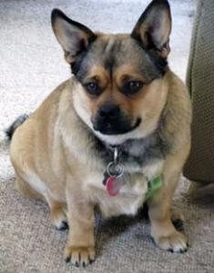 柴犬标准腿长 柴犬腿长多少