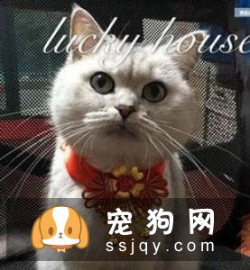 衣服作为一个“门面”,给狗狗穿上好看的衣服,打扮得漂亮