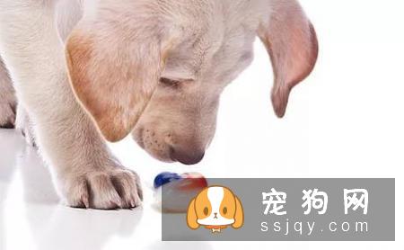有了宠物，怎么做室内清洁？