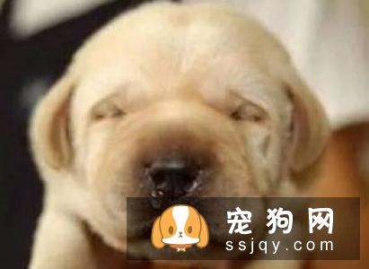 狗狗传染病初期与感冒症状相似，可别误判了哦！