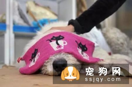 宠物过敏怎么办?-家居装修问答