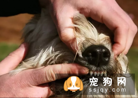 狗狗正确刷牙，能防治常见的牙齿问题