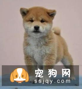柴犬幼犬叫有一个原因就是没有满足柴犬的需求