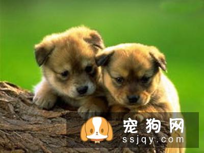 怀孕狗狗喂食的次数是多少