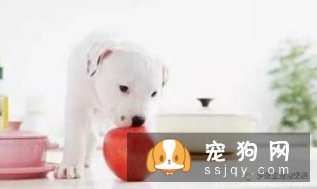狗狗哪些水果能吃和不能吃？狗狗应该怎么吃水果？