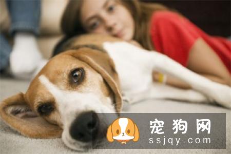 狗狗上火有什么症状，应该怎么预防