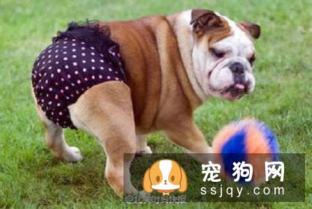狗狗上火有什么症状，应该怎么预防