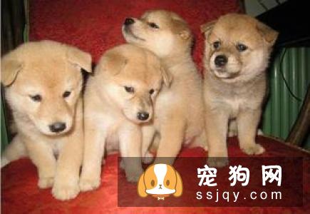 怎么可以买到纯种的秋田犬，买秋田犬需要注意哪些方面?