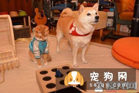 柴犬幼犬叫有一个原因就是没有满足柴犬的需求