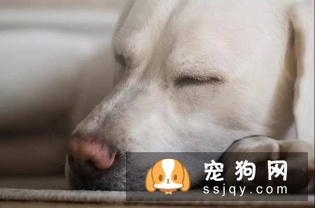 狗狗为什么经常舔自己的鼻子?