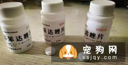 狗狗体外寄生虫判断方法