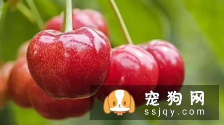 狗狗哪些水果能吃和不能吃？狗狗应该怎么吃水果？
