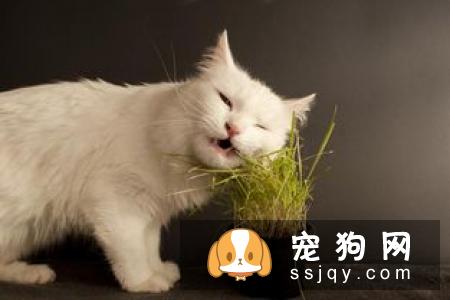 狗狗为什么喜欢到处舔?原来狗狗舔舐也有不同的意思哦！
