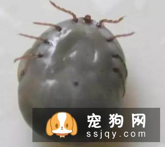 警报，你家的狗狗需要立刻驱虫！