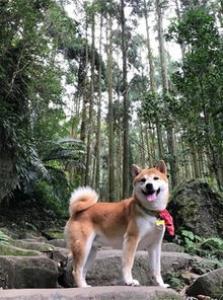 家里的柴犬不认主人,可能是还没有做好充分的准备,主人需要很有耐心