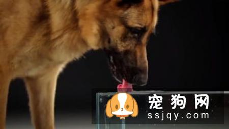 狗狗应该怎么正确的喝水
