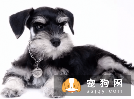 宠物狗一般是多少价格？宠物狗价格排名！