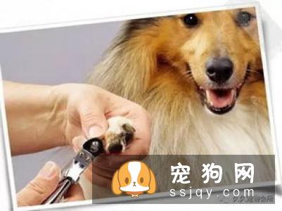 好的训练，让狗狗不会排斥，并有更多的生活自由！