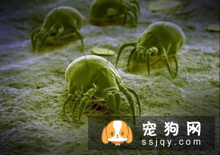 怎么判断狗狗有皮肤病？狗狗常见的皮肤病诊断