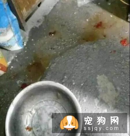 狗狗交配的时候不能随意打断，严重者致死！