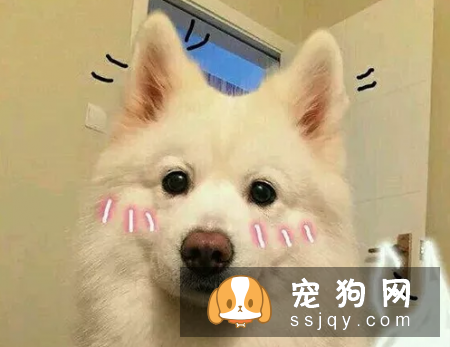 为什么会出现耳道异常_宠物频道