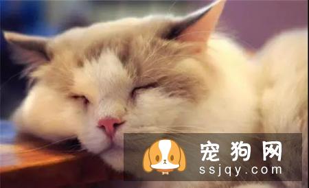 宠物常见的五大健康问题