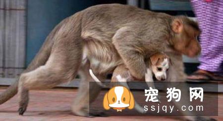 WOWO氨糖呵护狗狗关节健康，释放天生该有的灵动活力