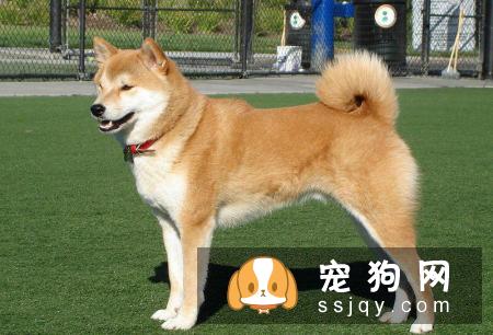 怎么可以买到纯种的秋田犬，买秋田犬需要注意哪些方面?