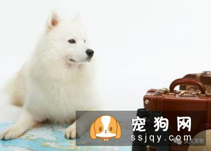 狗狗为什么会咳嗽，狗狗咳嗽的5种原因！