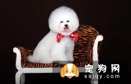 什么时候应该给狗狗挤肛门腺？狗狗肛门腺怎么挤