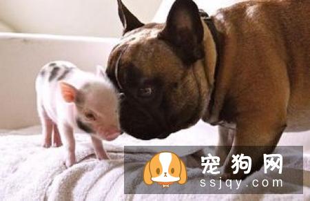 除了病犬和术后的狗狗,还有哪类狗狗可以吃呢?