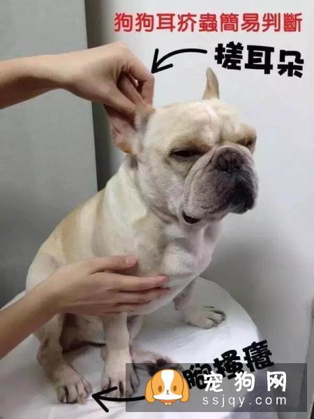 最强养狗基本知识，养狗必备干货