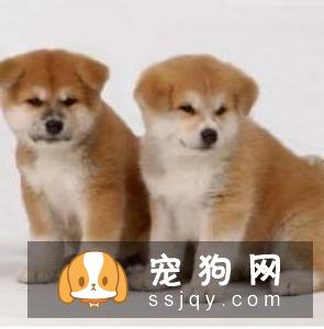 怎么可以买到纯种的秋田犬，买秋田犬需要注意哪些方面?