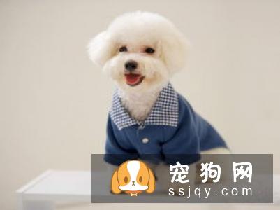 幼犬可以吃零食吗