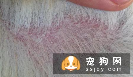 皮肤病——宠物美毛杀手，你知多少？