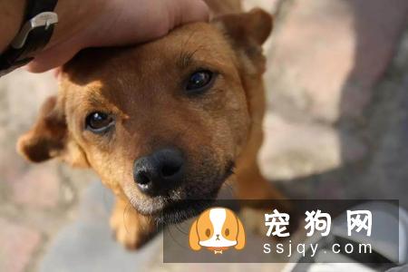 学会以下招数，让狗狗训练有素!